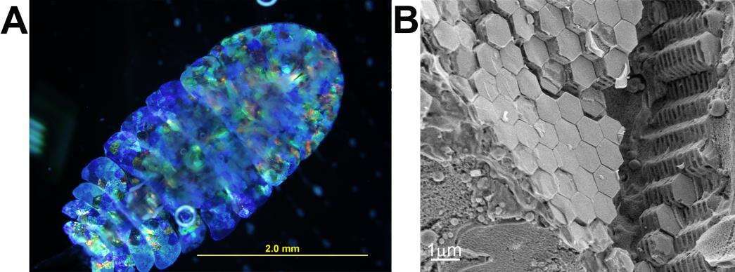  Figure 1. a)  Light microscope image of a Sapphirinid copepod. b)  Cryo-SEM micrographs of high pressure frozen, freeze fractured  Sapphirinid copepod. 